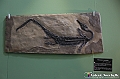 VBS_0948 - Dinosauri. Terra dei giganti